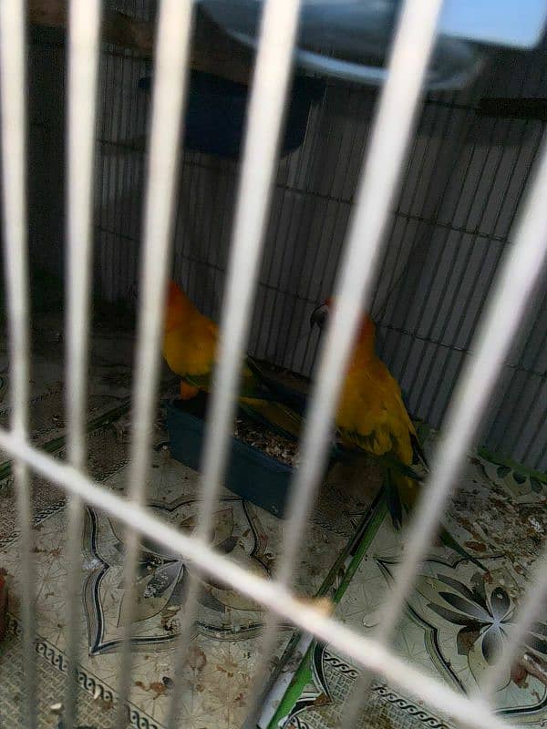 sun conure breeder pair with new cage 4