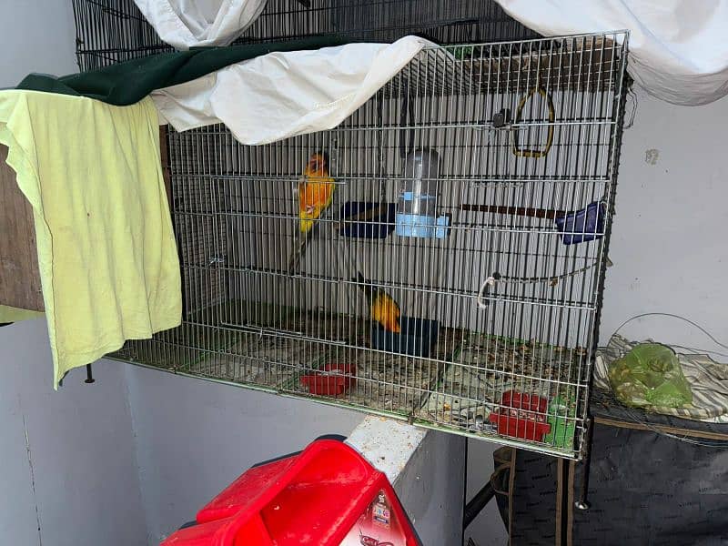 sun conure breeder pair with new cage 5