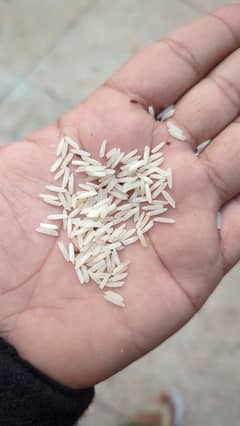 rice trade