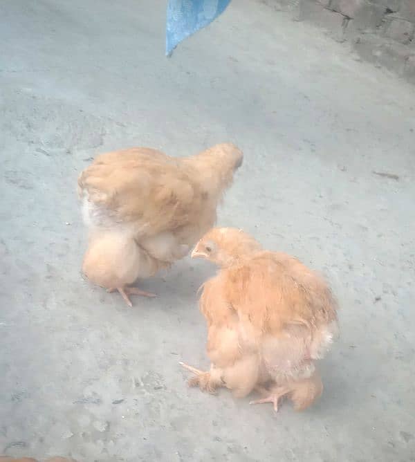 Golden buff heavy cochin chiks 2