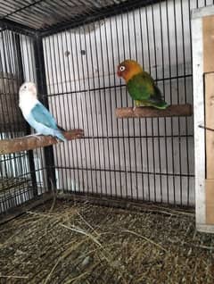 Love Bird & Australian pairs for sale Lahore