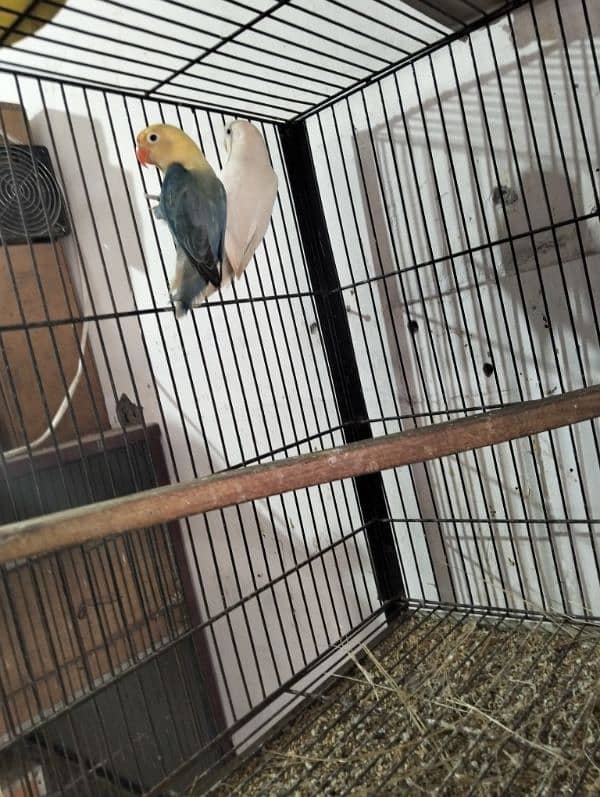 Love Bird & Australian pairs for sale Lahore 1