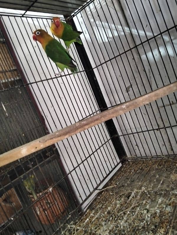 Love Bird & Australian pairs for sale Lahore 2