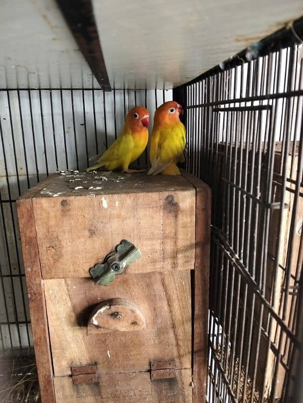 Love Bird & Australian pairs for sale Lahore 3