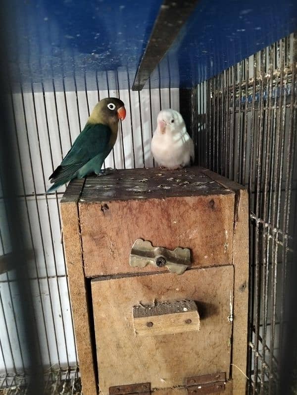 Love Bird & Australian pairs for sale Lahore 4