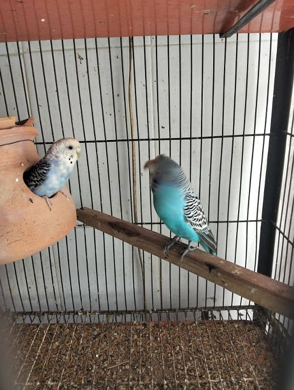 Love Bird & Australian pairs for sale Lahore 5