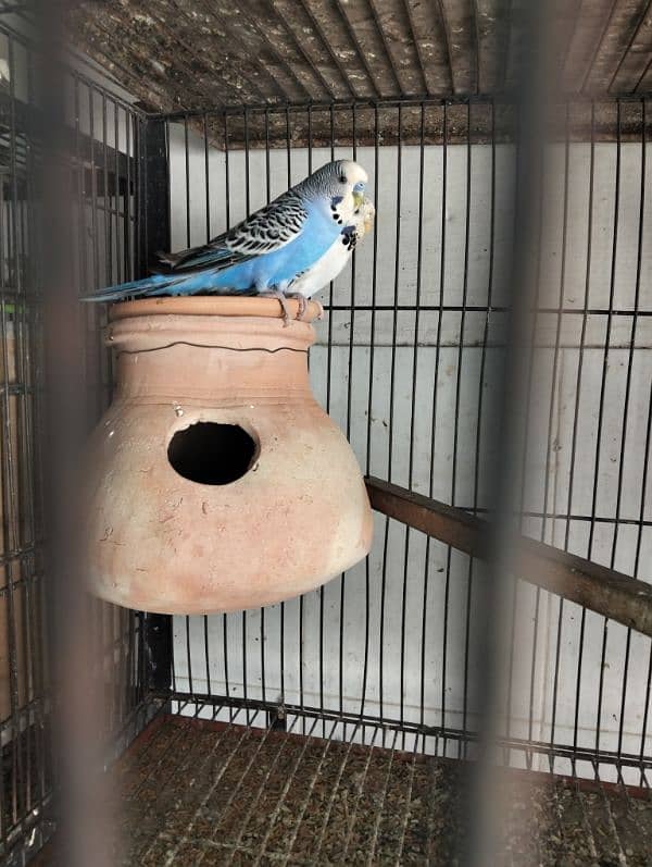 Love Bird & Australian pairs for sale Lahore 6