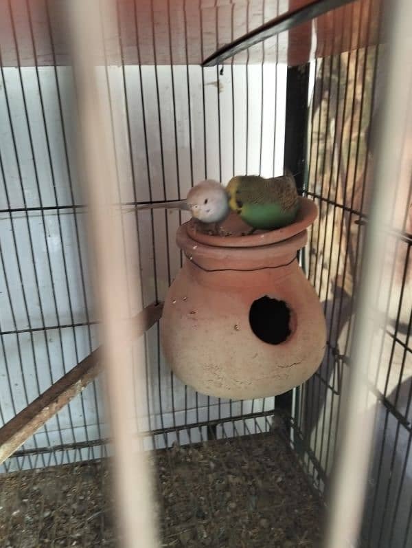 Love Bird & Australian pairs for sale Lahore 7