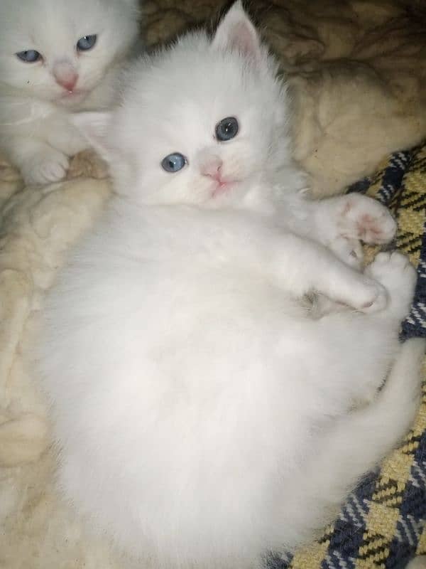 Persian triple coat kittens/blue eyes/odd eyes 0