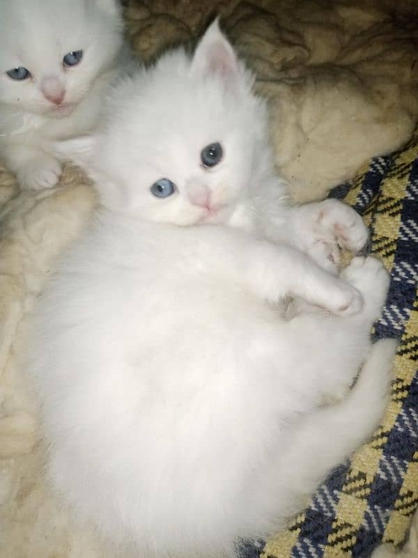 Persian triple coat kittens/blue eyes/odd eyes 1