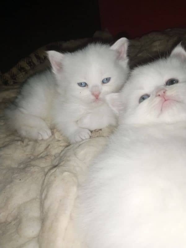 Persian triple coat kittens/blue eyes/odd eyes 2