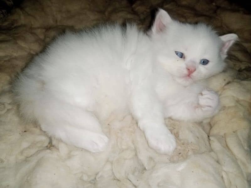 Persian triple coat kittens/blue eyes/odd eyes 3