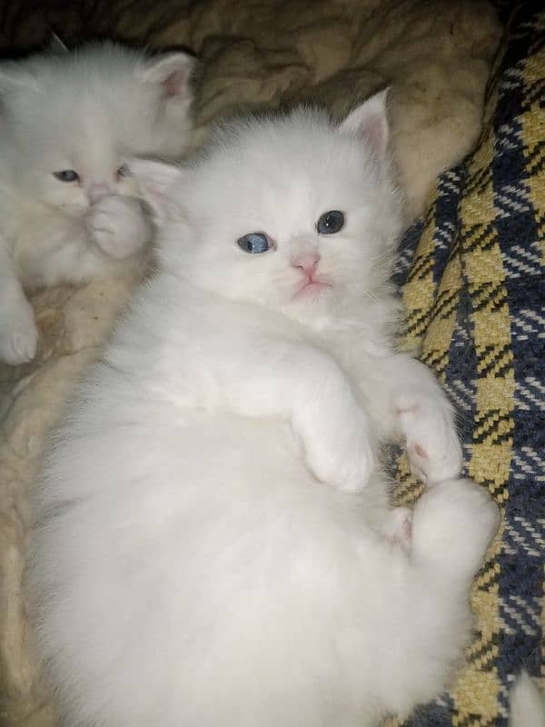 Persian triple coat kittens/blue eyes/odd eyes 4