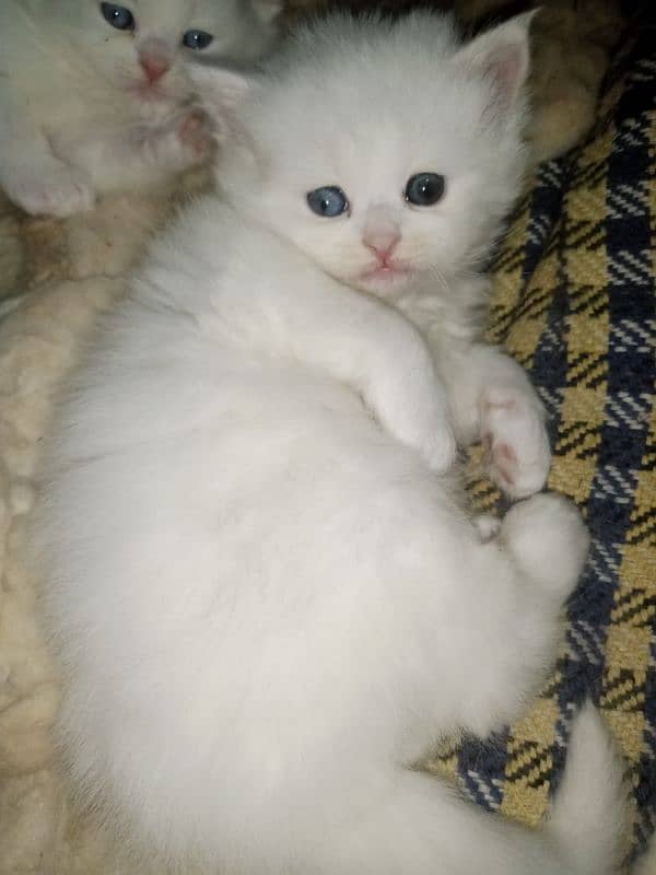 Persian triple coat kittens/blue eyes/odd eyes 5