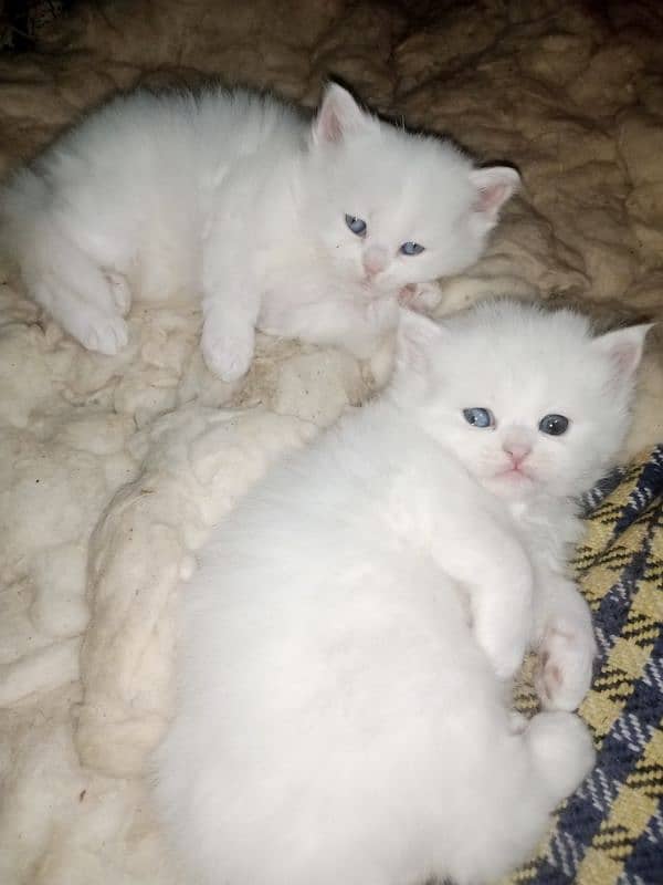 Persian triple coat kittens/blue eyes/odd eyes 6