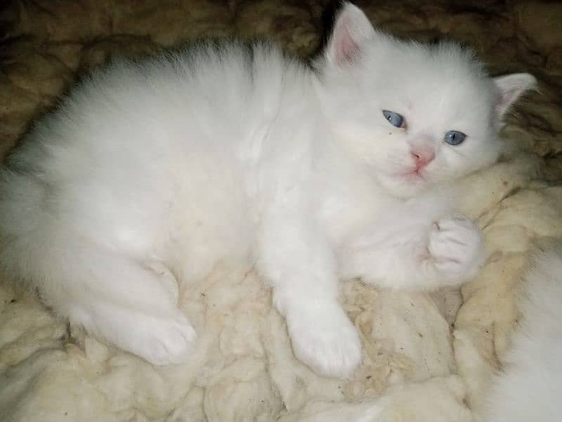 Persian triple coat kittens/blue eyes/odd eyes 7