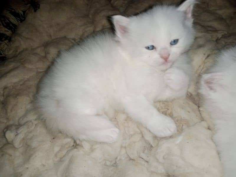 Persian triple coat kittens/blue eyes/odd eyes 8