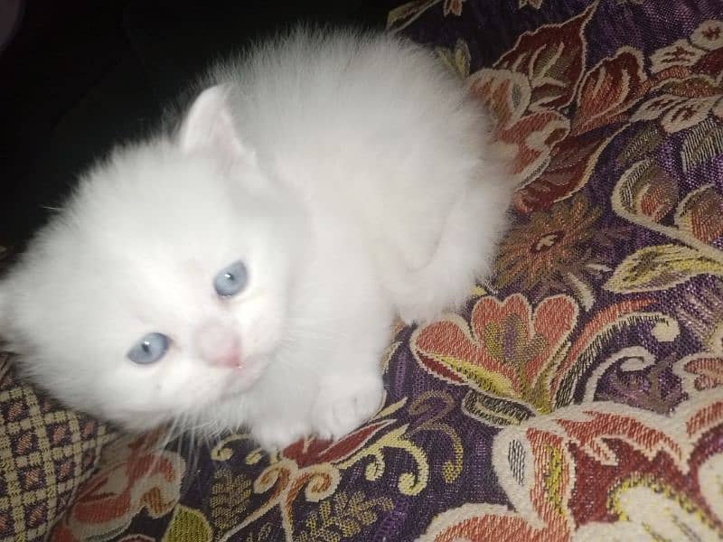 Persian triple coat kittens/blue eyes/odd eyes 9