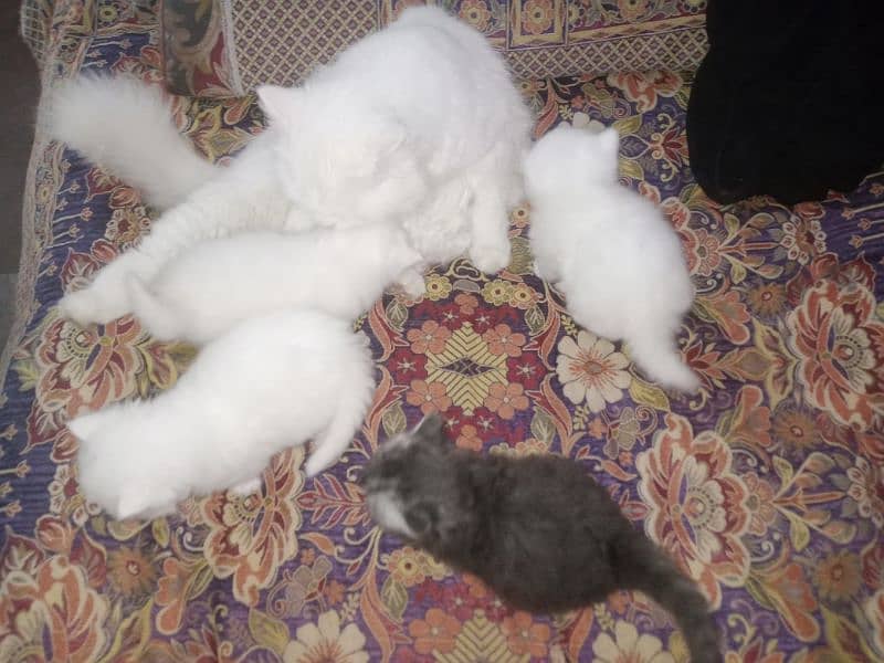 Persian triple coat kittens/blue eyes/odd eyes 10