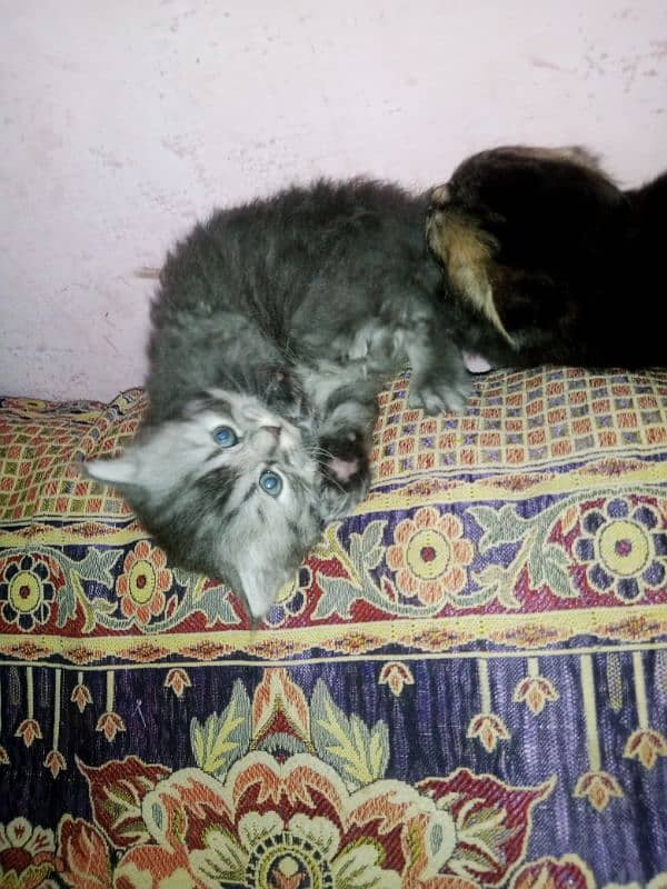 Persian triple coat kittens/blue eyes/odd eyes 11