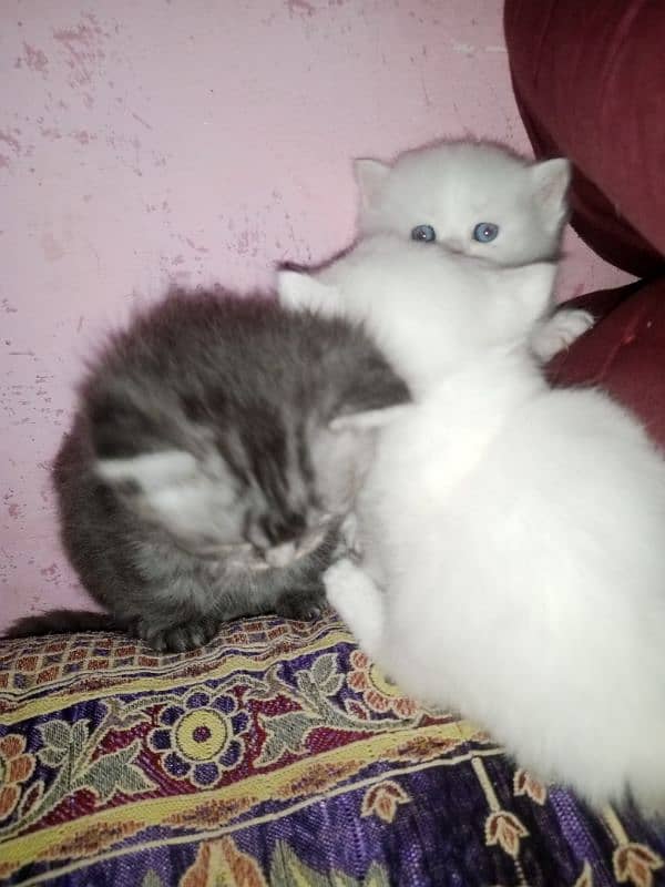 Persian triple coat kittens/blue eyes/odd eyes 12