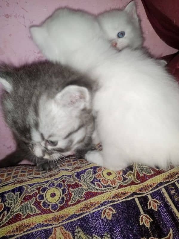 Persian triple coat kittens/blue eyes/odd eyes 13