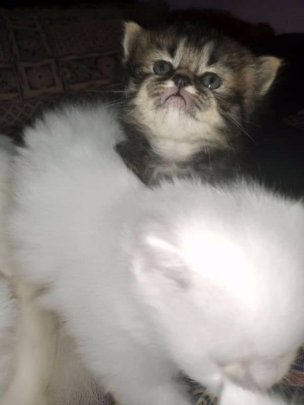 Persian triple coat kittens/blue eyes/odd eyes 14