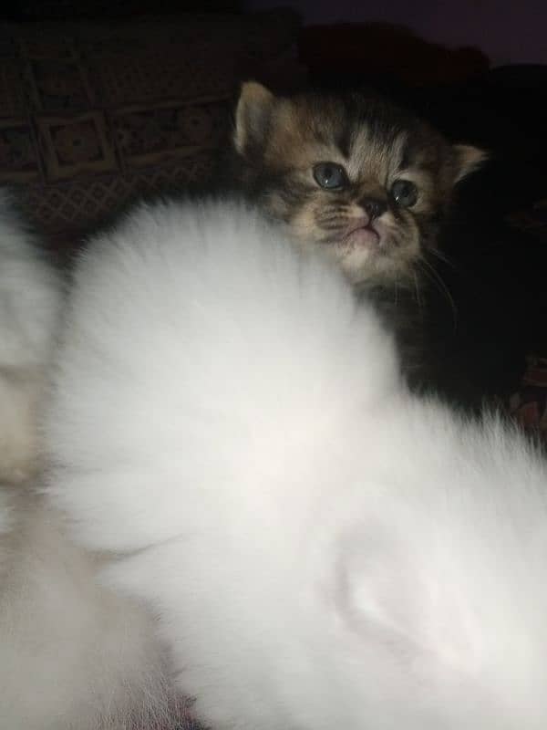 Persian triple coat kittens/blue eyes/odd eyes 15