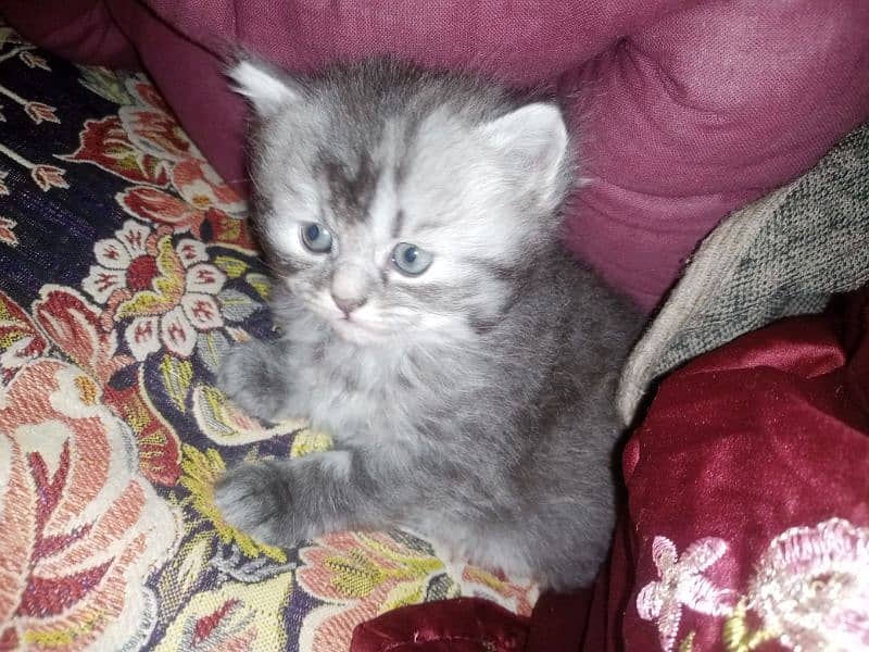 Persian triple coat kittens/blue eyes/odd eyes 16