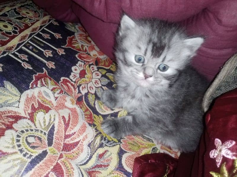 Persian triple coat kittens/blue eyes/odd eyes 17