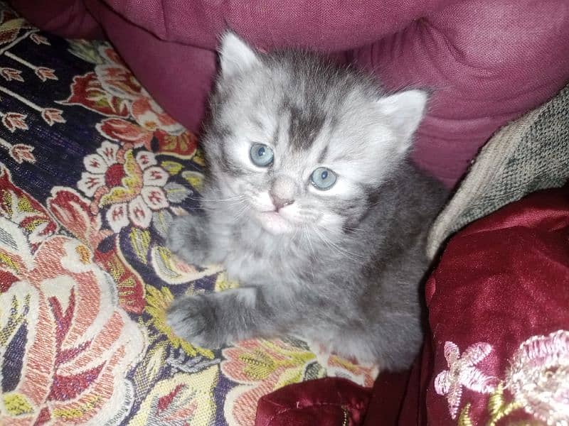 Persian triple coat kittens/blue eyes/odd eyes 18