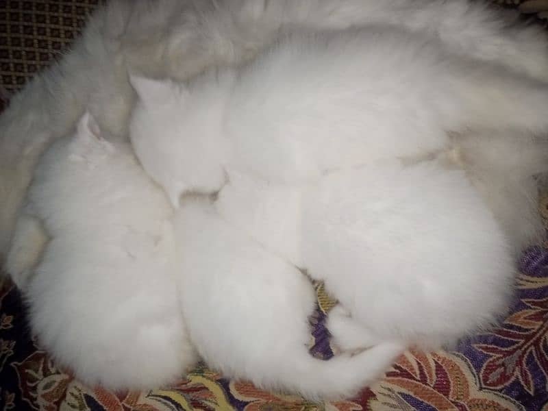 Persian triple coat kittens/blue eyes/odd eyes 19