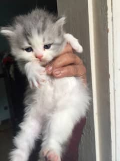 persian kitten