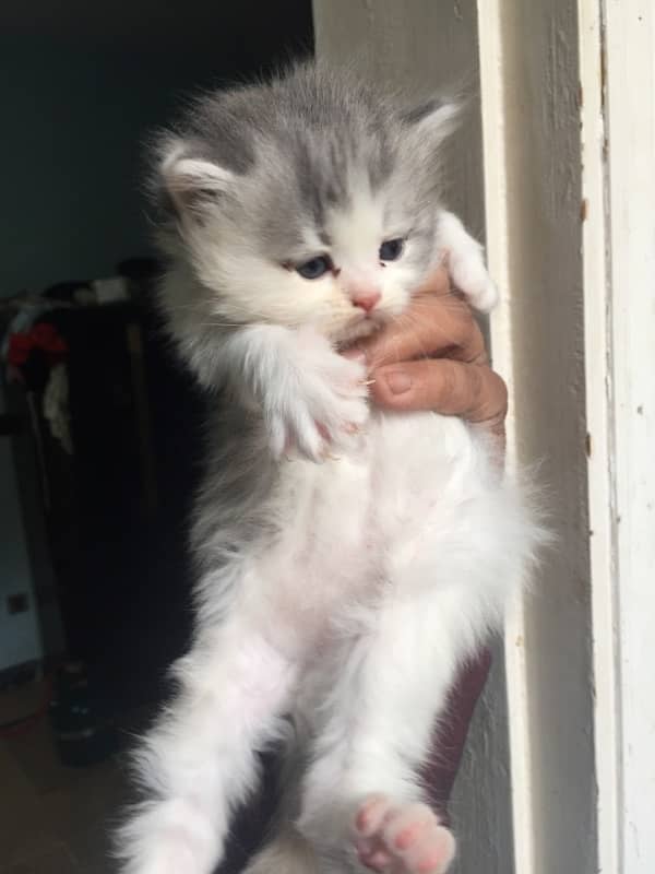 persian kitten 1