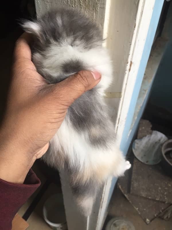 persian kitten 2