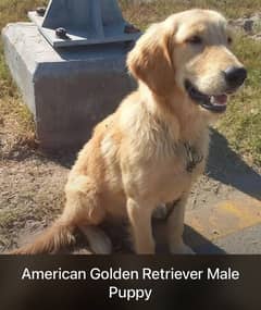 GOLDEN RETRIVER PUPPIES