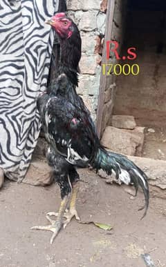 Pure Thai Cross patha Aseel Madi Imported blood line hen for sale