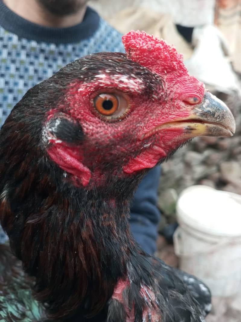 Pure Thai Cross patha Aseel Madi Imported blood line hen for sale 1