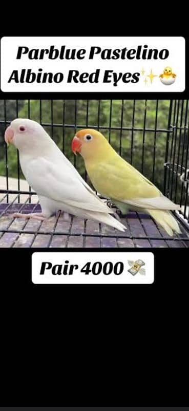 albino red eye and pastelino breeder pairs 0