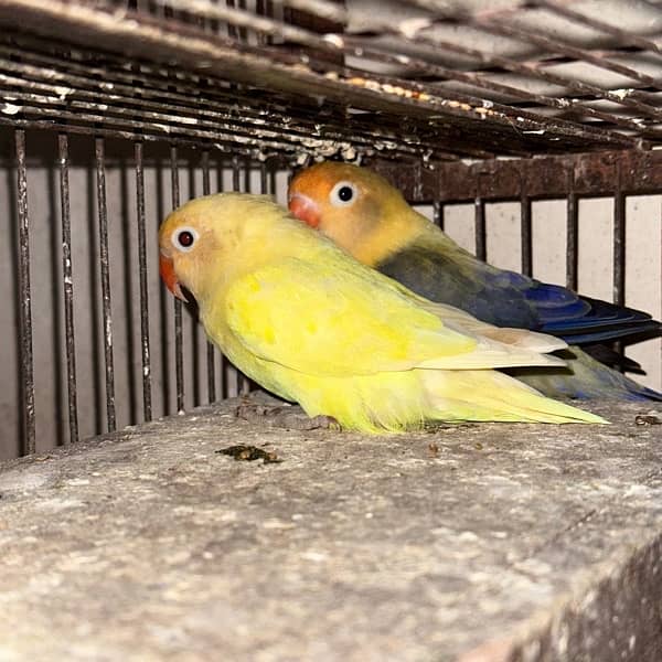 albino red eye and pastelino breeder pairs 3