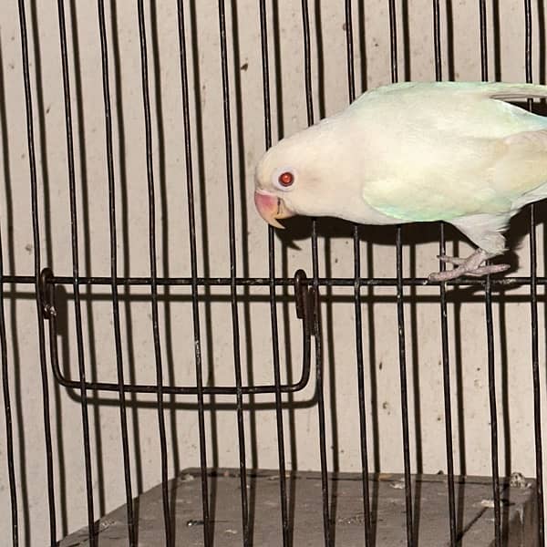 albino red eye and pastelino breeder pairs 4