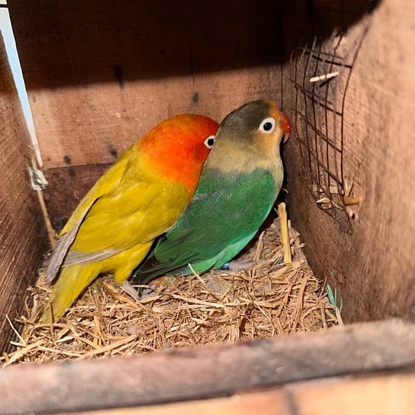 albino red eye and pastelino breeder pairs 6