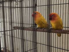 Love birds pair