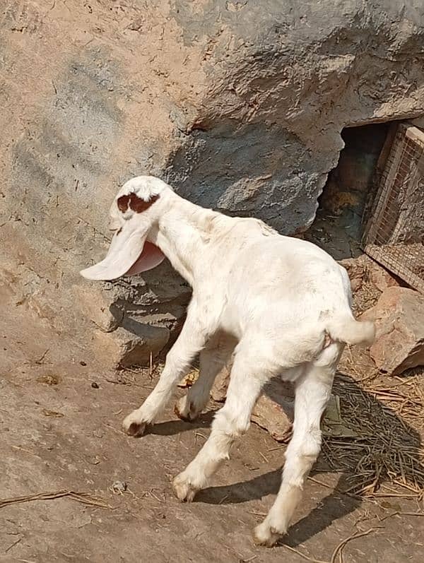 Bakri kid for sale 0