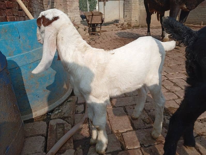 Bakri kid for sale 1