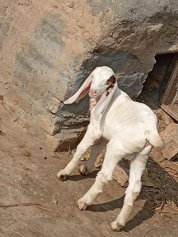 Bakri kid for sale 3