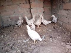 Heera chicks for sale