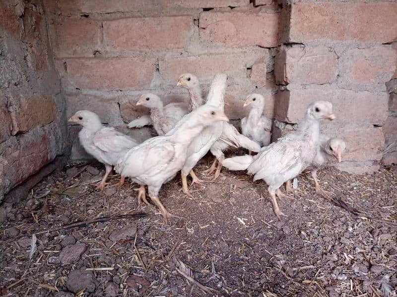 Heera chicks for sale 1