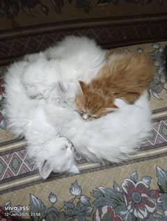 Persian kittens | Tripple Coat | Fluffy | punch face | kitten | Cat