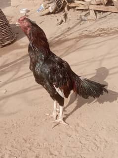 pure mianwali pair for sale